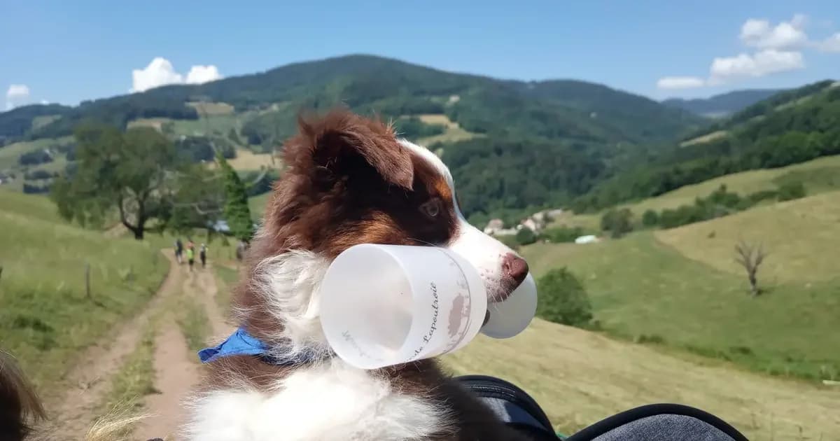 Marche Gourmande Les Terrasses de Lapoutroie 2026